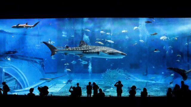 水族館の大きな水槽